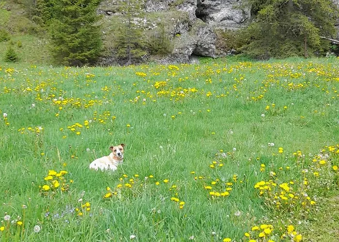 Guest house Chobaka 3*